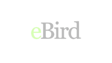 eBird