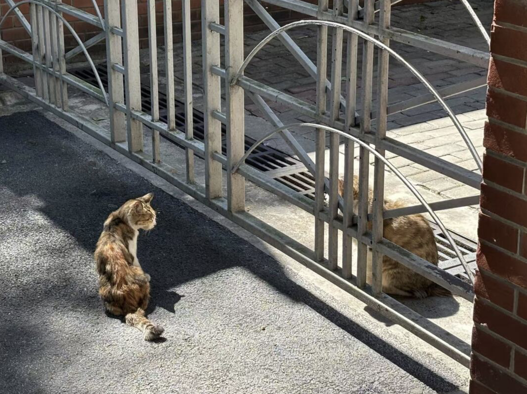 Dragon Li Cat